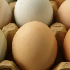 Zbliżenie na wytłaczankę z jajkami. Widać jajka zielononóżki o różnych odcieniach, od jasnych po brązowe.
